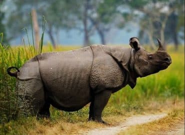 Kaziranga National Park